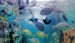 Interview With Marc Swanson, Interim Chief Executive Officer of Discovery Cove