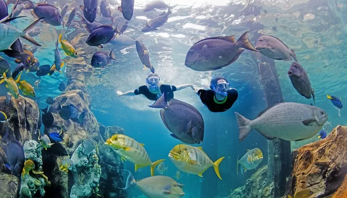 Interview With Marc Swanson, Interim Chief Executive Officer of Discovery Cove 63 Marc Swanson, SWE Interim CEO