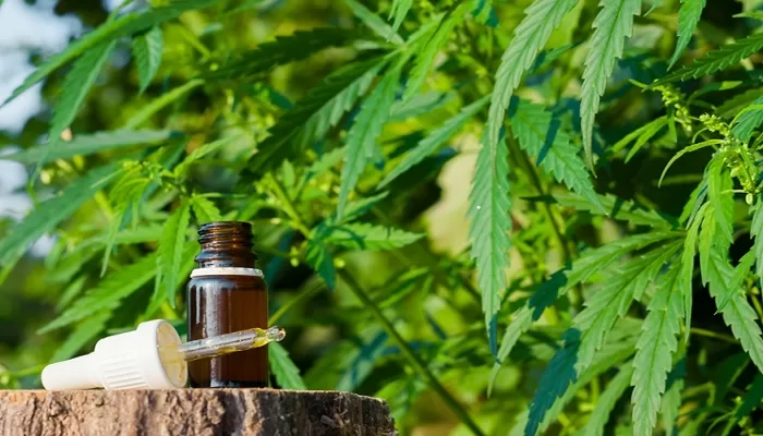 Looking for the Best CBD Products Including Isolate 63 Looking for the Best CBD Products Including Isolate