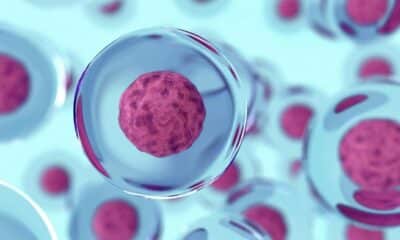 NUS scientists found a key element that affects how genes are expressed in blood stem cells