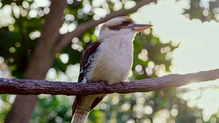 Kookaburra