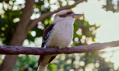 Winging It At Discovery Cove