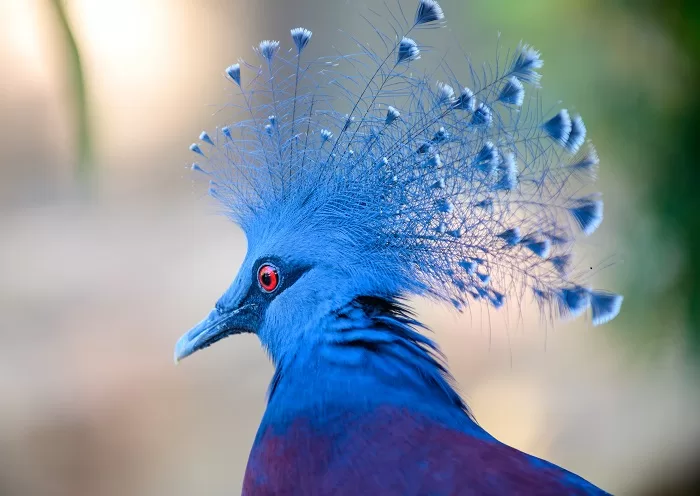 Victoria Crowned Pigeon
