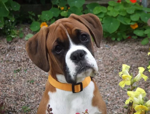 What To Know About The Boxer Dog