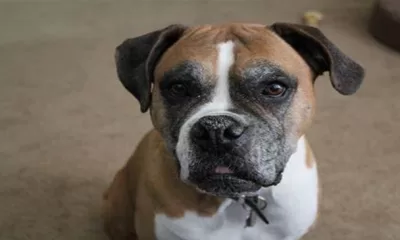 What To Know About The Boxer Dog