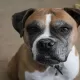 What To Know About The Boxer Dog