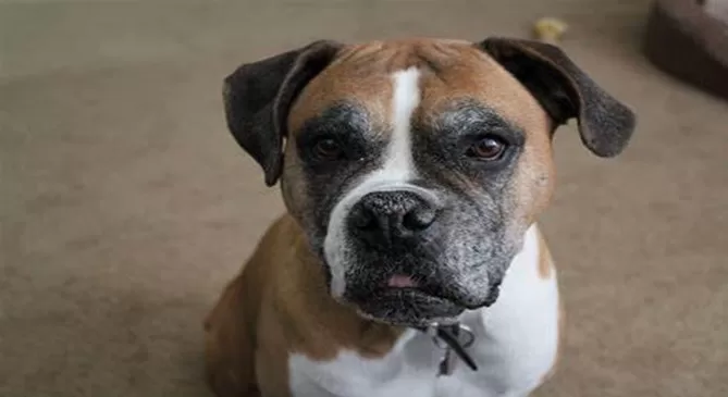 What To Know About The Boxer Dog 63 What To Know About The Boxer Dog