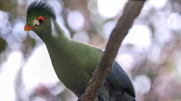 White-cheeked Turaco