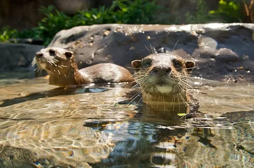 Freshwater Oasis Otters