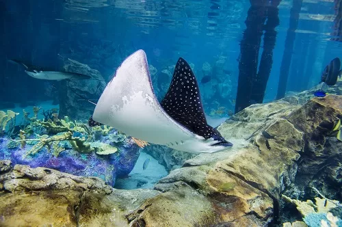 Spotted Eagle Rays - The Grand Reef