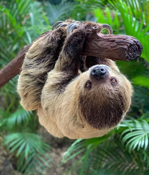 Two-Toed Sloth