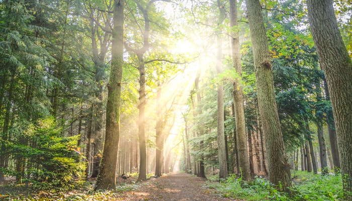 Exodus Travels team up with Rewilding Europe to launch the Nature & Carbon Corridors project 61 Exodus Travels team up with Rewilding Europe to launch the Nature & Carbon Corridors project