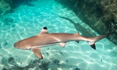 Black Tip shark