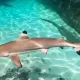 Black Tip shark