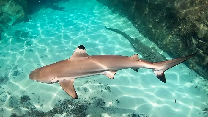 Swimming with Sharks at Discovery Cove 61 Black Tip shark