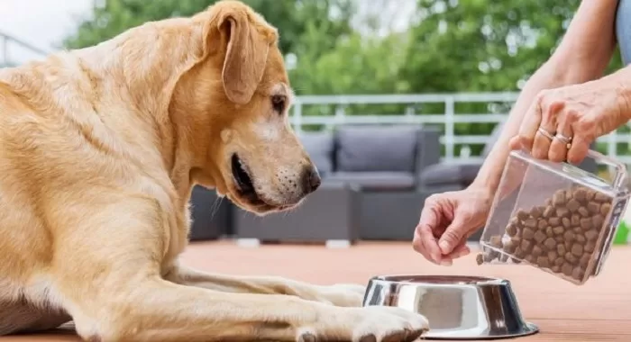 The Best Brand of Can Dog Food 77 Pet-food