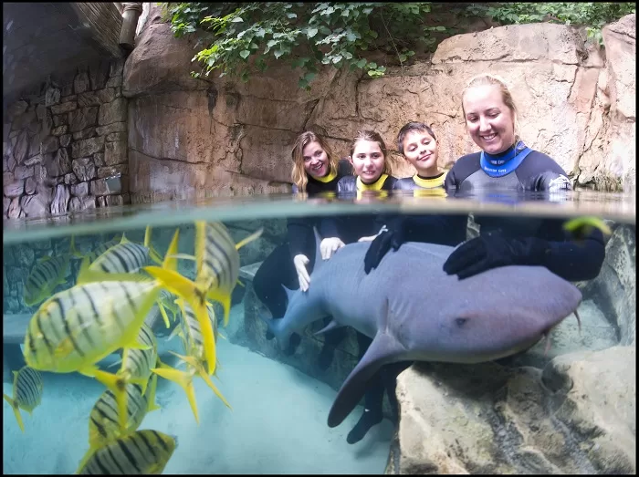 Shark Swim -Discovery Cove Orlando