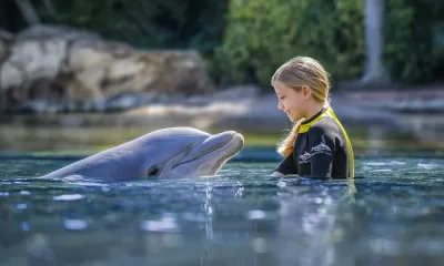 Discovery Cove - Become One Of The Pod