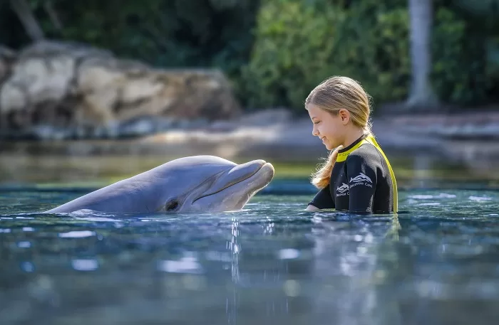 Discovery Cove - Become One Of The Pod