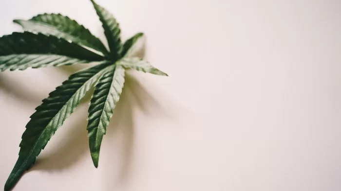 Should you invest in CBD Stocks? 61 CBD