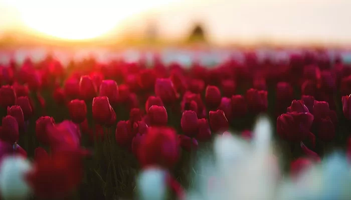 Cut-flower Trade