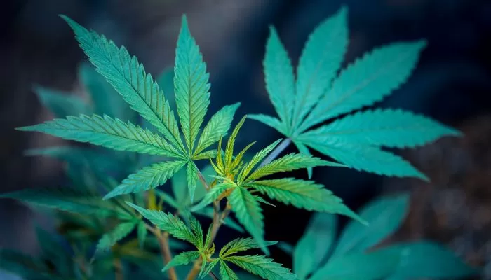 3 Reasons Why You Should Get into the Cannabis Industry 61 Cannabis