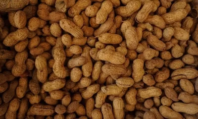 peanut allergy