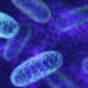 mitochondrial dysfunction