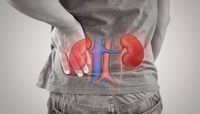 Human Kidney