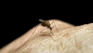 A New Study Gives an Important Understanding of How Molecular Motor Proteins Are Involved in Malaria Transmission