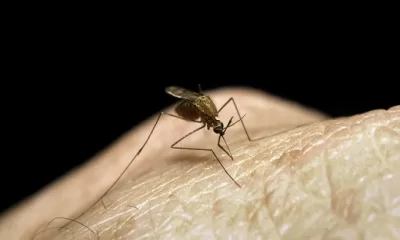 Malaria