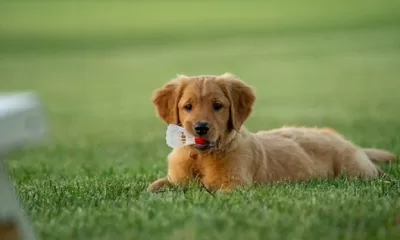 pet