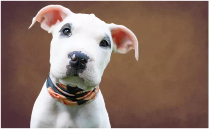 Proper Way of Feeding Raw Dog Food to Your Pet 61 Proper Way of Feeding Raw Dog Food to Your Pet
