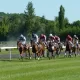 horse-race