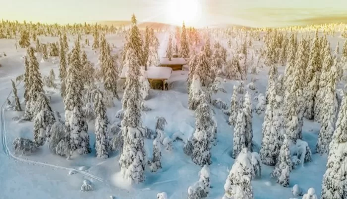 Best Finnish Liquor Brands 61 Liquor Brands