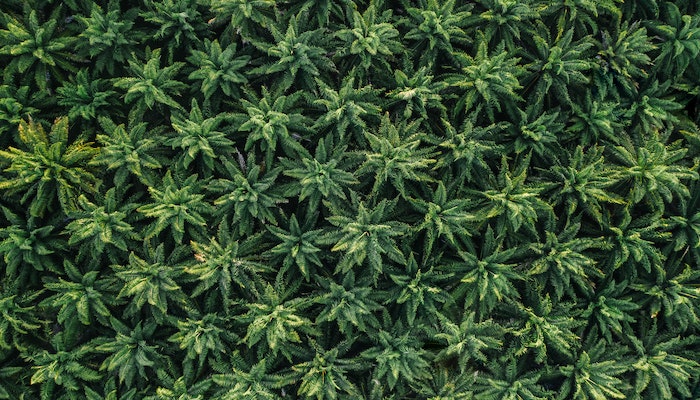The Easiest Way to Cultivate Cannabis - Buy Feminised Seeds 61 Cannabis