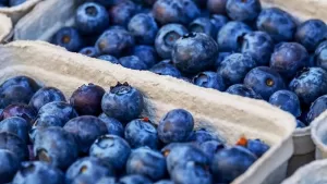 A Handful of Blueberries A Day Could Help Improve Brain Function
