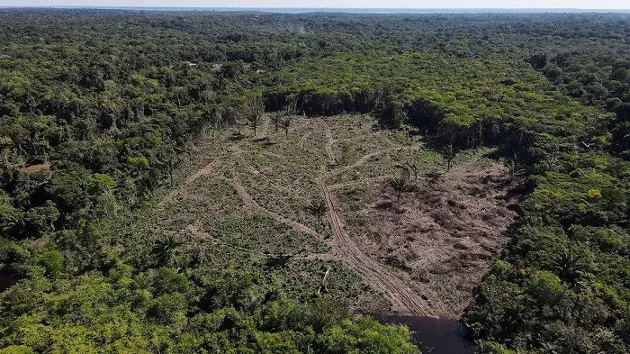 Inclusive Conservation: Brands Forge New Alliances with Indigenous Peoples to End Deforestation 65 Forest
