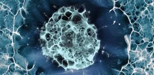 Project Launched to Provide Guidance on Research Using Human Stem Cell-Based Embryo Models