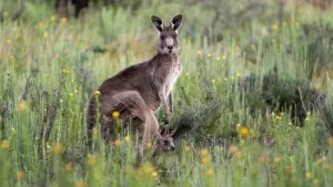 Here’s Why You Won’t Find Kangaroos Outside of Australia