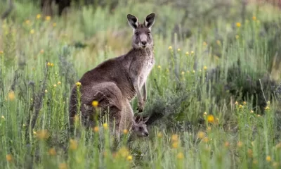 kangaroo