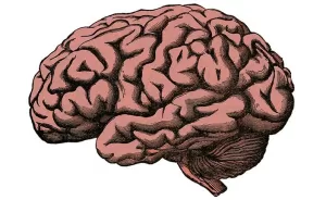 Largest Genetic Study of Brain Structure Identifies How The Brain Is Organised