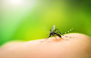 Reproduction And Gene Shuffling in Malaria Parasites: How Does It Work?