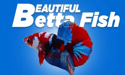 Betta Fish