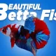 Betta Fish