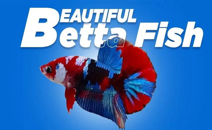 Betta Fish