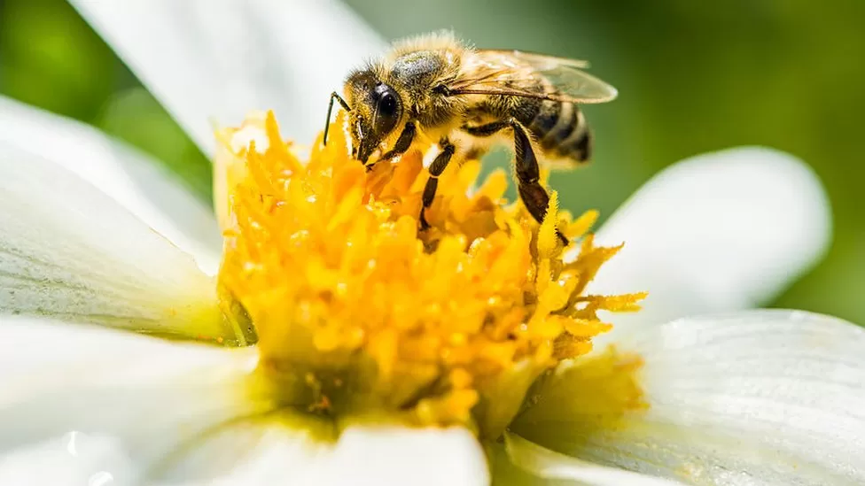 Innovations in Pollination: How Technology is Supporting Crop Growth