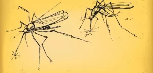 Breakthrough in Malaria Defense: WHO Endorses R21/Matrix-M™ Vaccine