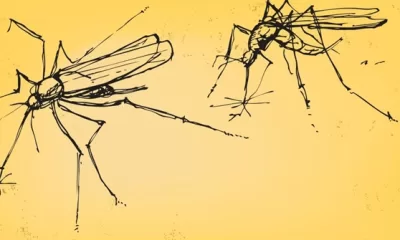 malaria