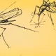 malaria